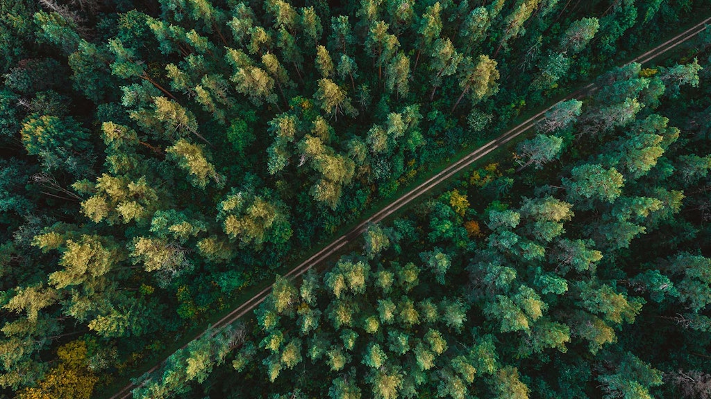 Pine forest from above