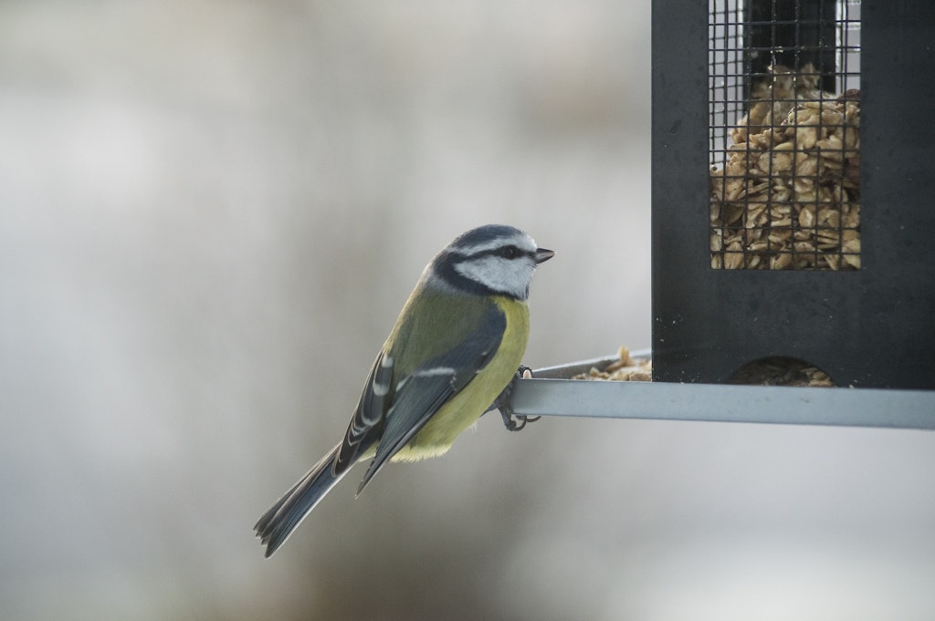 bird on feeder
