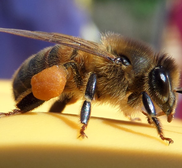 Bee with pollen