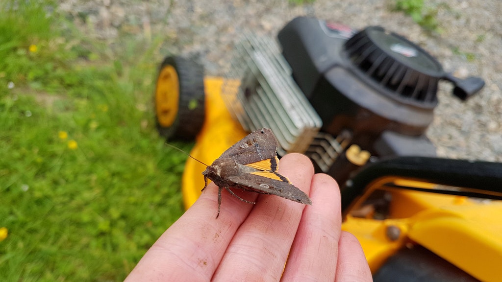 Lawn mower and moth