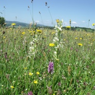 Picture of Reviving our wildflower meadows