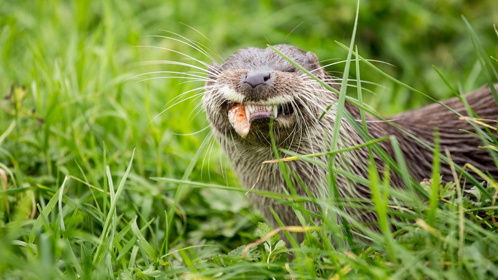 Otters are now found in every British county