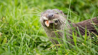 Otter eating