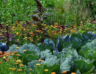 flowers and vegetables growing