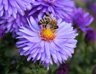 Bee and a flower