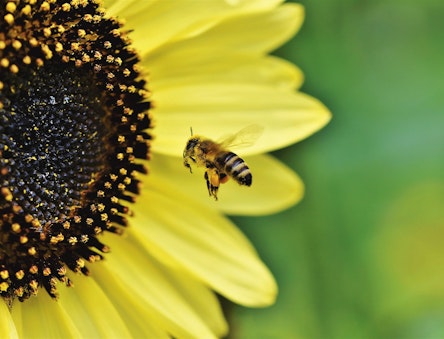 Bee and a sunflower