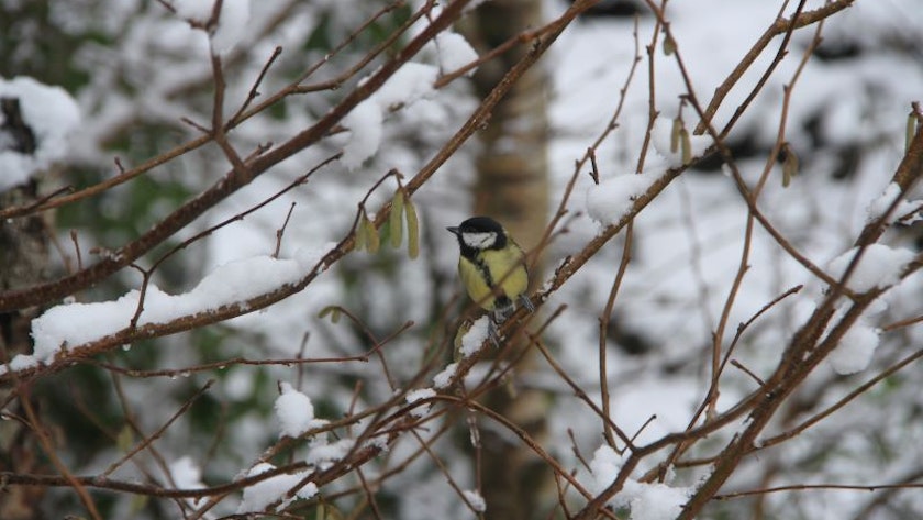 Great tit in the snow 