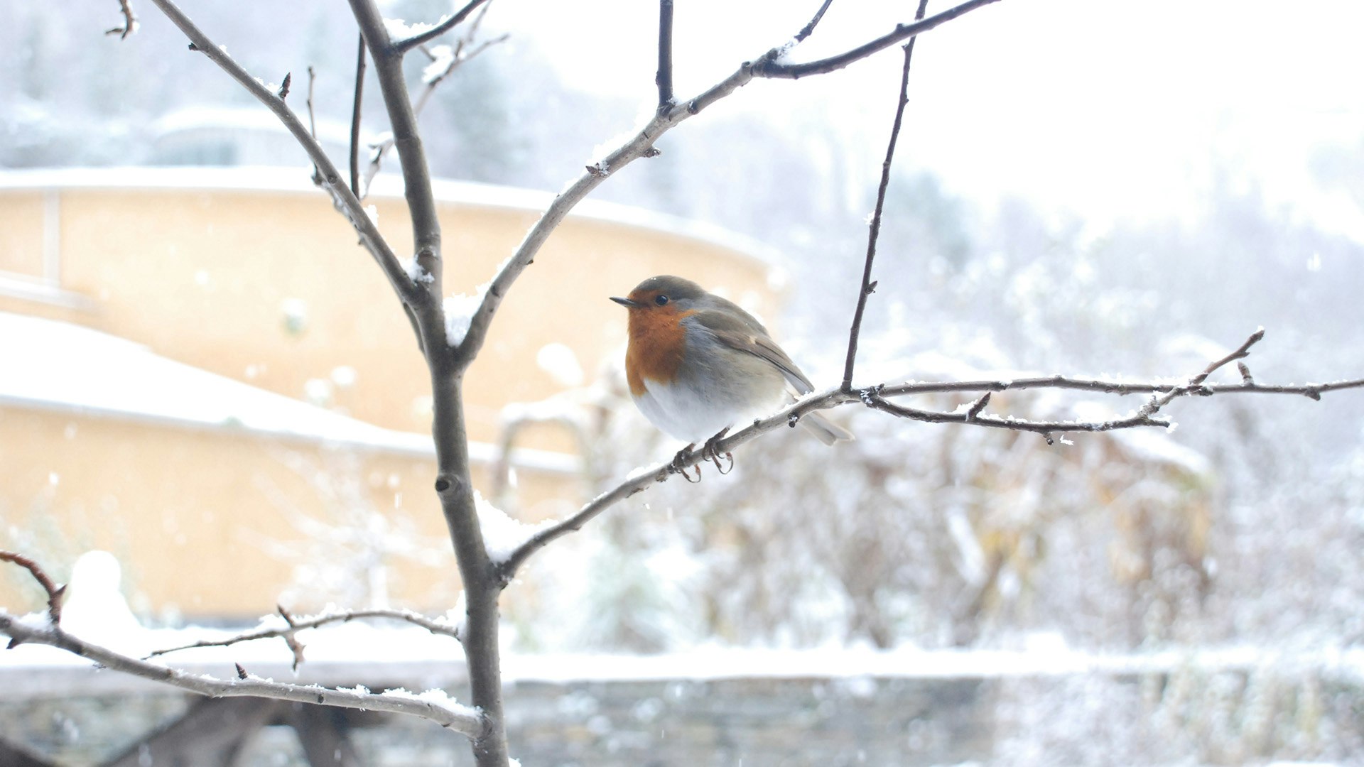 Robin at CAT in the snow