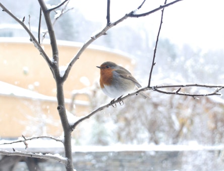 Robin at CAT in the snow
