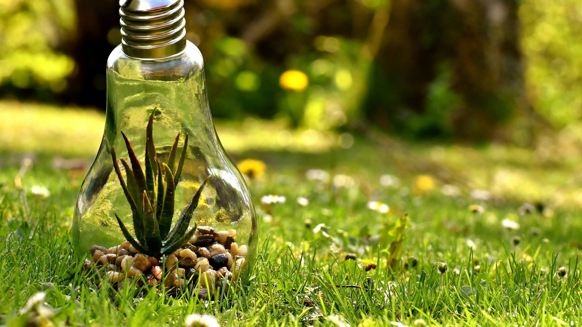 Lightbulb terrarium