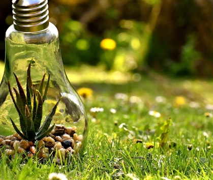 Lightbulb terrarium