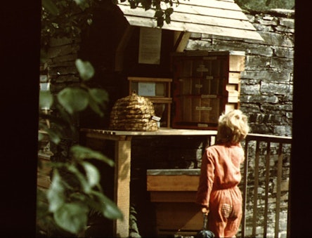 Old photo of a child looks at a bee displayat CAT