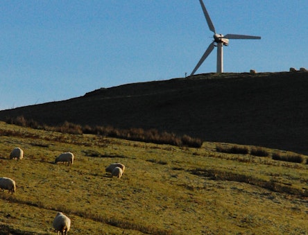 Wind turbine on a hill with sheep in front