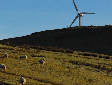 Wind turbine on a hill with sheep in front
