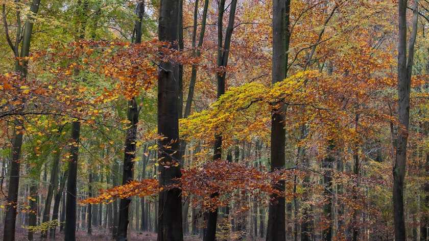 Autumn wood