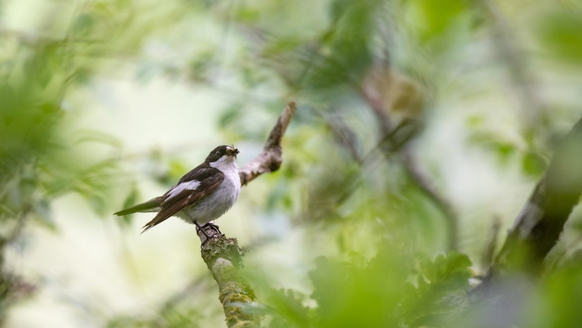 Pied Flycatcher