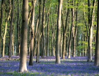 Bluebells in a beech woodland