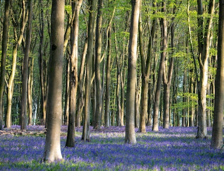 Bluebells in a beech woodland
