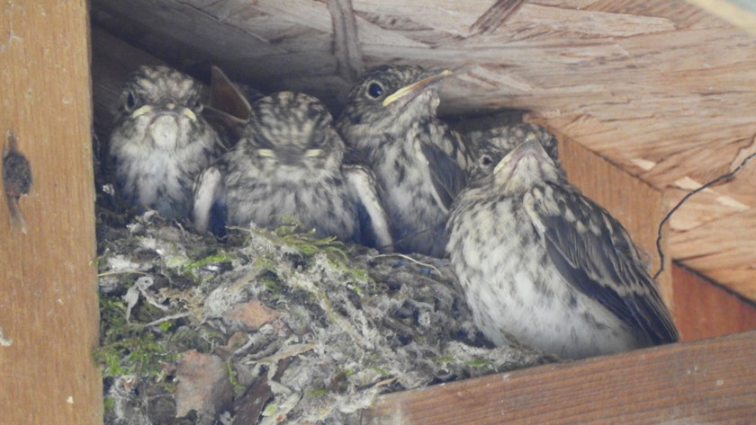Flycatcher nest with fledglings