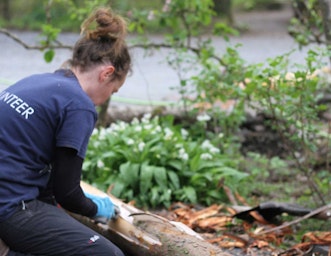 Volunteer debarking a log