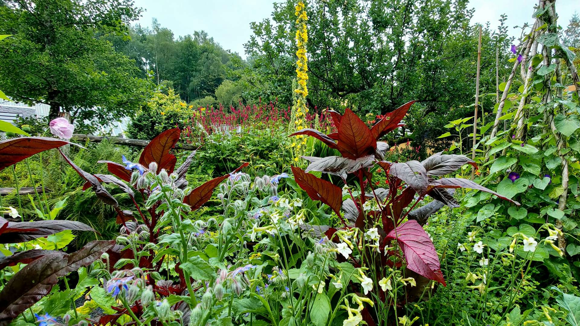 Flowers and vegetables in the CAT gardens